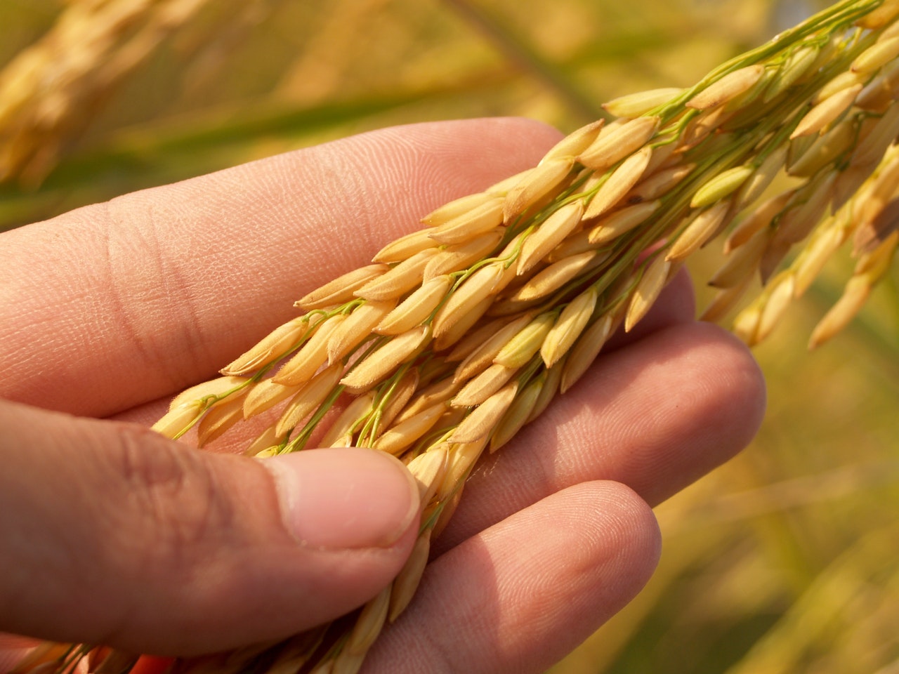 Golden paddy are more expensive